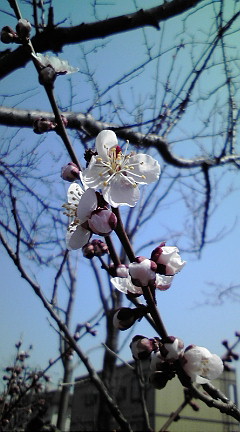 20090501132318.jpg