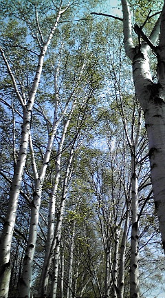 20090504125158.jpg