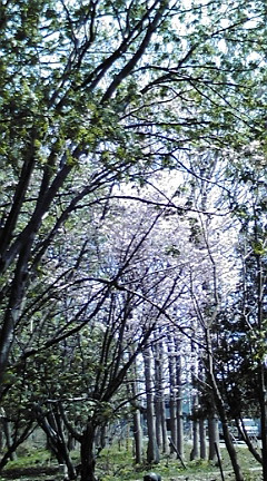 20090504124055.jpg
