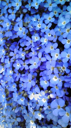 20090510115949.jpg