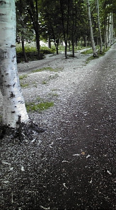 20090618113514.jpg