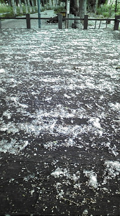 20090618113740.jpg