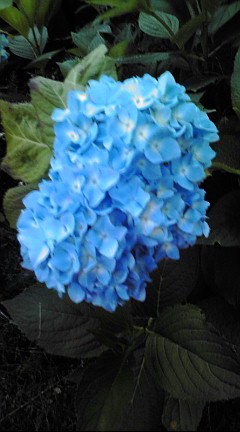 20090711183456.jpg